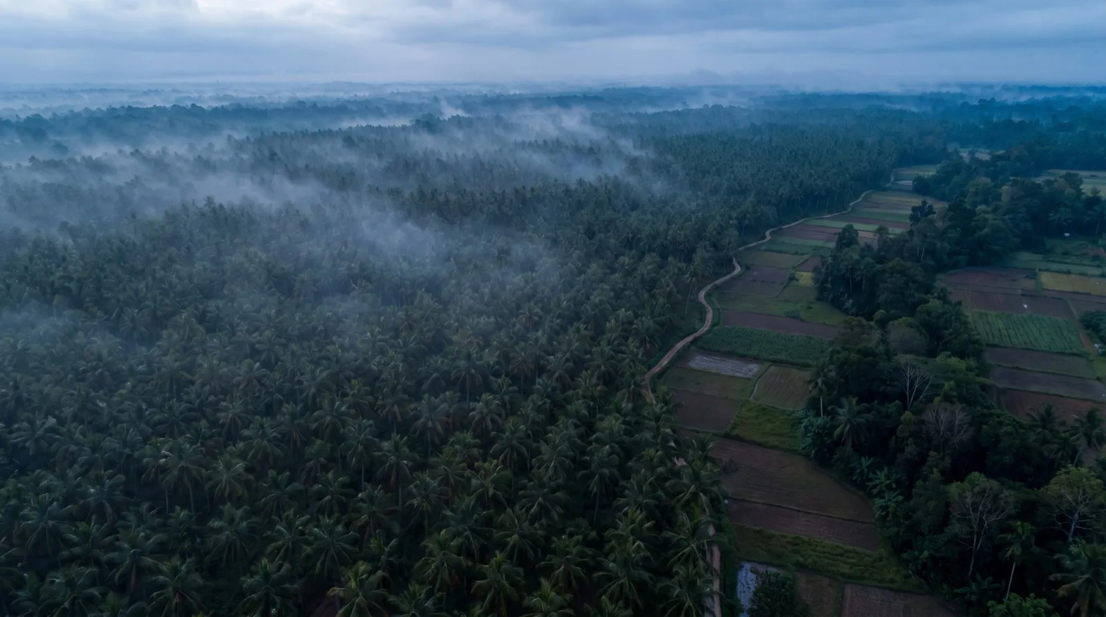 Does EUDR cover coconut? What EU buyers verify in 2026